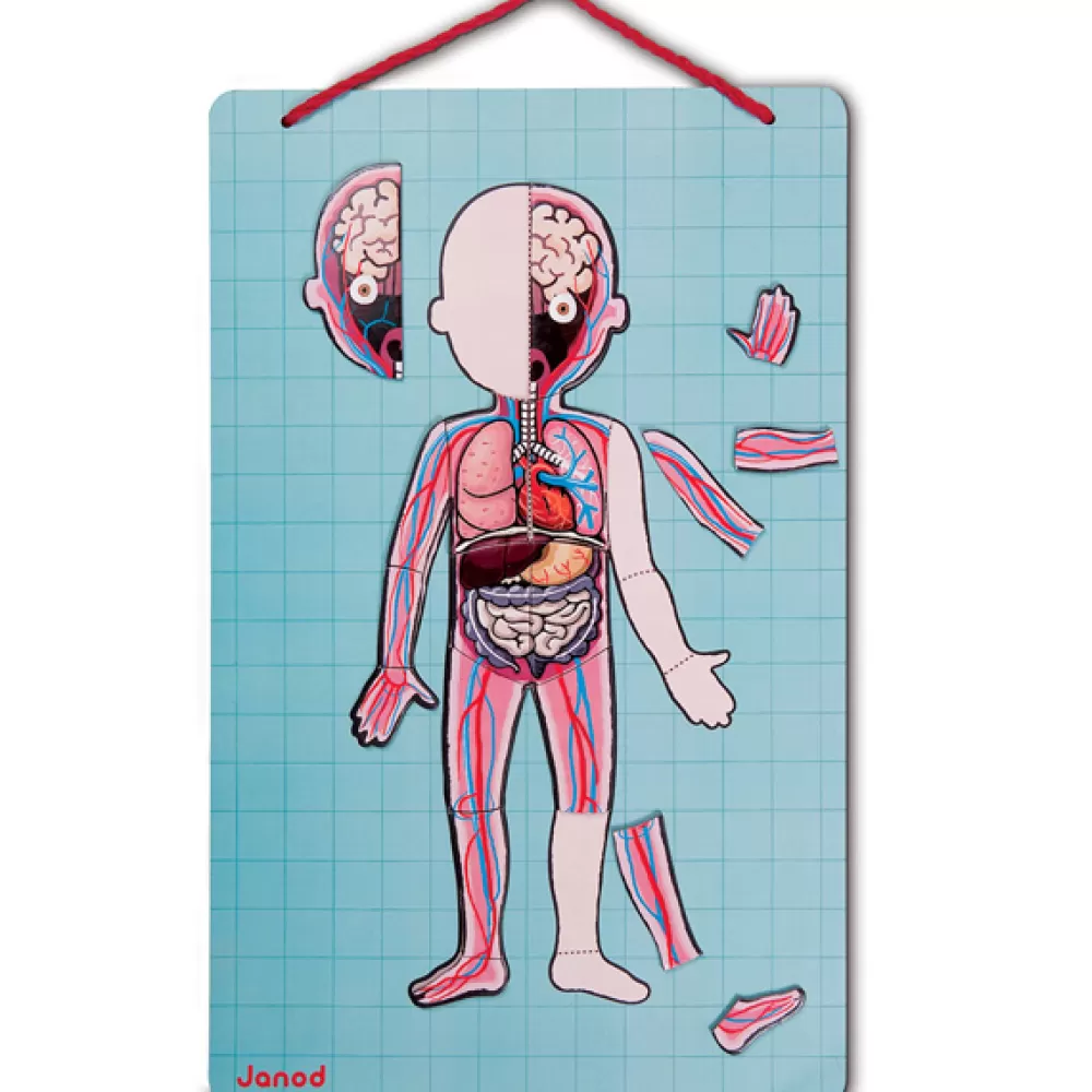 Best Sale Juego De Anatomia: Bodymagnet Juguetes Científicos Stem